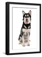 Domestic Dog, Siberian Husky x German Shepherd, puppy, sitting-Chris Brignell-Framed Photographic Print