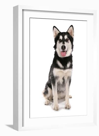 Domestic Dog, Siberian Husky x German Shepherd, puppy, sitting-Chris Brignell-Framed Photographic Print