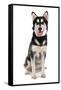 Domestic Dog, Siberian Husky x German Shepherd, puppy, sitting-Chris Brignell-Framed Stretched Canvas