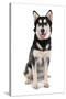 Domestic Dog, Siberian Husky x German Shepherd, puppy, sitting-Chris Brignell-Stretched Canvas