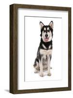 Domestic Dog, Siberian Husky x German Shepherd, puppy, sitting-Chris Brignell-Framed Photographic Print