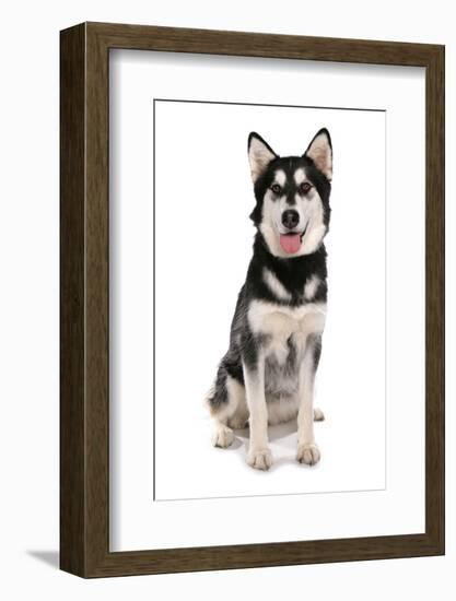 Domestic Dog, Siberian Husky x German Shepherd, puppy, sitting-Chris Brignell-Framed Photographic Print