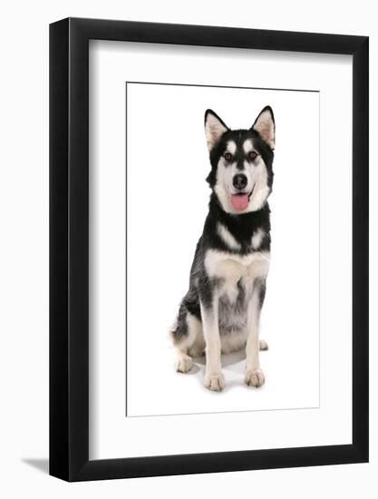 Domestic Dog, Siberian Husky x German Shepherd, puppy, sitting-Chris Brignell-Framed Photographic Print