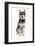 Domestic Dog, Siberian Husky x German Shepherd, puppy, sitting-Chris Brignell-Framed Photographic Print