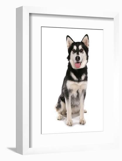 Domestic Dog, Siberian Husky x German Shepherd, puppy, sitting-Chris Brignell-Framed Photographic Print