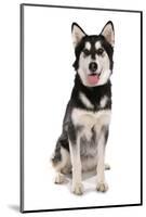 Domestic Dog, Siberian Husky x German Shepherd, puppy, sitting-Chris Brignell-Mounted Photographic Print