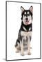 Domestic Dog, Siberian Husky x German Shepherd, puppy, sitting-Chris Brignell-Mounted Photographic Print