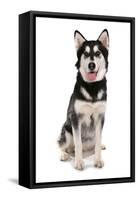 Domestic Dog, Siberian Husky x German Shepherd, puppy, sitting-Chris Brignell-Framed Stretched Canvas