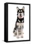 Domestic Dog, Siberian Husky x German Shepherd, puppy, sitting-Chris Brignell-Framed Stretched Canvas
