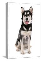 Domestic Dog, Siberian Husky x German Shepherd, puppy, sitting-Chris Brignell-Stretched Canvas