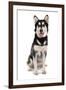 Domestic Dog, Siberian Husky x German Shepherd, puppy, sitting-Chris Brignell-Framed Photographic Print