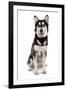 Domestic Dog, Siberian Husky x German Shepherd, puppy, sitting-Chris Brignell-Framed Photographic Print