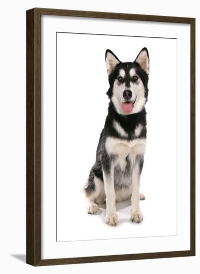 Domestic Dog, Siberian Husky x German Shepherd, puppy, sitting-Chris Brignell-Framed Photographic Print