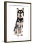 Domestic Dog, Siberian Husky x German Shepherd, puppy, sitting-Chris Brignell-Framed Photographic Print