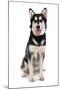 Domestic Dog, Siberian Husky x German Shepherd, puppy, sitting-Chris Brignell-Mounted Photographic Print