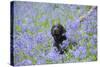 Domestic Dog, sitting amongst Bluebell (Endymion non-scriptus) flowering mass in woodland-John Eveson-Stretched Canvas