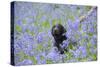 Domestic Dog, sitting amongst Bluebell (Endymion non-scriptus) flowering mass in woodland-John Eveson-Stretched Canvas