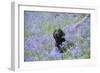 Domestic Dog, sitting amongst Bluebell (Endymion non-scriptus) flowering mass in woodland-John Eveson-Framed Photographic Print