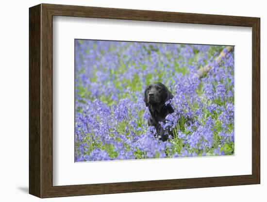 Domestic Dog, sitting amongst Bluebell (Endymion non-scriptus) flowering mass in woodland-John Eveson-Framed Photographic Print