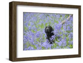 Domestic Dog, sitting amongst Bluebell (Endymion non-scriptus) flowering mass in woodland-John Eveson-Framed Photographic Print