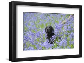 Domestic Dog, sitting amongst Bluebell (Endymion non-scriptus) flowering mass in woodland-John Eveson-Framed Photographic Print