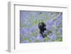 Domestic Dog, sitting amongst Bluebell (Endymion non-scriptus) flowering mass in woodland-John Eveson-Framed Photographic Print