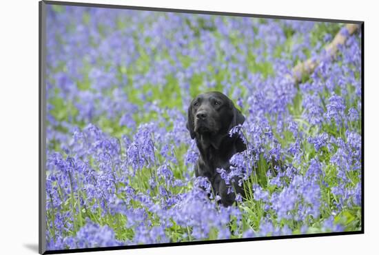 Domestic Dog, sitting amongst Bluebell (Endymion non-scriptus) flowering mass in woodland-John Eveson-Mounted Photographic Print