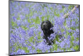 Domestic Dog, sitting amongst Bluebell (Endymion non-scriptus) flowering mass in woodland-John Eveson-Mounted Photographic Print