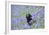 Domestic Dog, sitting amongst Bluebell (Endymion non-scriptus) flowering mass in woodland-John Eveson-Framed Photographic Print