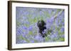 Domestic Dog, sitting amongst Bluebell (Endymion non-scriptus) flowering mass in woodland-John Eveson-Framed Photographic Print