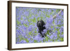 Domestic Dog, sitting amongst Bluebell (Endymion non-scriptus) flowering mass in woodland-John Eveson-Framed Photographic Print