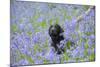 Domestic Dog, sitting amongst Bluebell (Endymion non-scriptus) flowering mass in woodland-John Eveson-Mounted Photographic Print