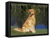 Domestic Dog Sitting Portrait, Golden Retriever, (Canis Familiaris) Illinois, USA-Lynn M. Stone-Framed Stretched Canvas