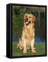 Domestic Dog Sitting Portrait, Golden Retriever (Canis Familiaris) Illinois, USA-Lynn M. Stone-Framed Stretched Canvas