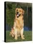 Domestic Dog Sitting Portrait, Golden Retriever (Canis Familiaris) Illinois, USA-Lynn M. Stone-Stretched Canvas