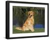 Domestic Dog Sitting Portrait, Golden Retriever, (Canis Familiaris) Illinois, USA-Lynn M. Stone-Framed Photographic Print