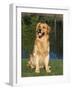 Domestic Dog Sitting Portrait, Golden Retriever (Canis Familiaris) Illinois, USA-Lynn M. Stone-Framed Photographic Print