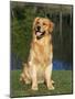 Domestic Dog Sitting Portrait, Golden Retriever (Canis Familiaris) Illinois, USA-Lynn M. Stone-Mounted Photographic Print