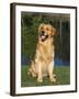 Domestic Dog Sitting Portrait, Golden Retriever (Canis Familiaris) Illinois, USA-Lynn M. Stone-Framed Photographic Print