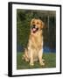 Domestic Dog Sitting Portrait, Golden Retriever (Canis Familiaris) Illinois, USA-Lynn M. Stone-Framed Photographic Print