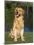 Domestic Dog Sitting Portrait, Golden Retriever (Canis Familiaris) Illinois, USA-Lynn M. Stone-Mounted Photographic Print
