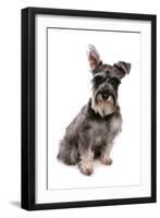 Domestic Dog, Standard Schnauzer, adult, sitting-Chris Brignell-Framed Premium Photographic Print