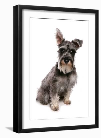 Domestic Dog, Standard Schnauzer, adult, sitting-Chris Brignell-Framed Premium Photographic Print