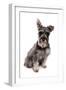 Domestic Dog, Standard Schnauzer, adult, sitting-Chris Brignell-Framed Premium Photographic Print