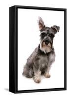 Domestic Dog, Standard Schnauzer, adult, sitting-Chris Brignell-Framed Stretched Canvas