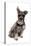 Domestic Dog, Standard Schnauzer, adult, sitting-Chris Brignell-Stretched Canvas