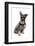 Domestic Dog, Standard Schnauzer, adult, sitting-Chris Brignell-Framed Photographic Print