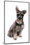 Domestic Dog, Standard Schnauzer, adult, sitting-Chris Brignell-Mounted Photographic Print