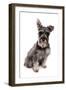 Domestic Dog, Standard Schnauzer, adult, sitting-Chris Brignell-Framed Photographic Print