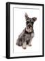 Domestic Dog, Standard Schnauzer, adult, sitting-Chris Brignell-Framed Photographic Print